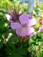 Géranium à gros rhizome