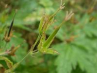 Géranium à gros rhizome