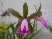 Cattleya