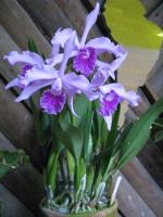 Cattleya