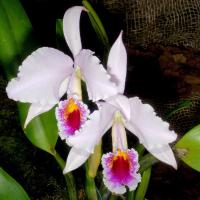 Cattleya