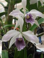 Cattleya