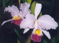 Cattleya