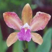 Cattleya