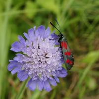 Scabieuse colombaire