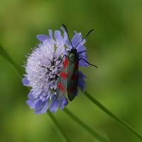 Scabieuse colombaire