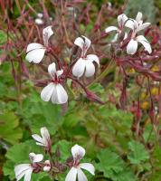 Pélargonium odorant d'intérieur