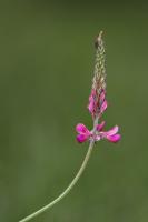 Sainfoin cultivé