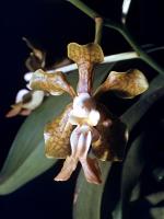 Vanda