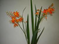 Crocosmia