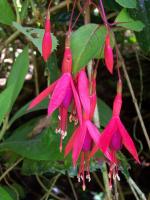 Fuchsia de Magellan