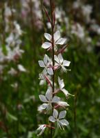 Gaura de Lindheimer