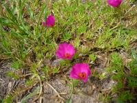 Pourpier à grandes fleurs