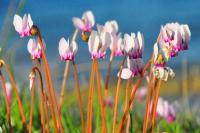 Cyclamen de Naples