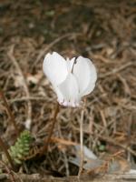 Cyclamen de Naples