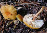 Hygrophore de couleur gaie