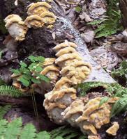 Polypore cuticularis