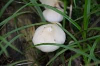 Psathyrelle de De Candolle