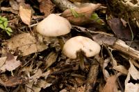 Psathyrelle de De Candolle