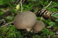 Lycoperdon brun d'ombre