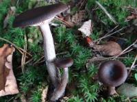 Clitocybe en forme de coupe