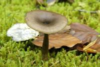 Clitocybe en forme de coupe