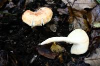 Hygrophore des bois