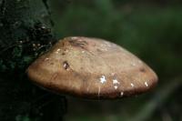 Polypore du bouleau