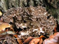 Polypore en touffes