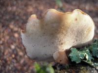 Polypore cilié