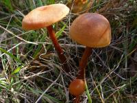 Clitocybe laqué