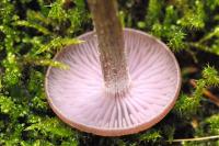 Clitocybe laqué