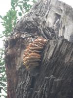 Polypore soufré