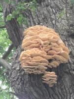 Polypore soufré