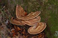 Polypore de couleur variable