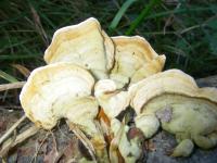 Polypore de couleur variable