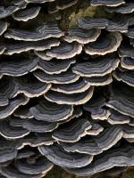 Polypore de couleur variable