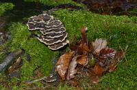 Polypore de couleur variable