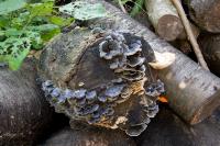 Polypore de couleur variable