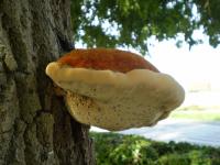 Polypore hérissé