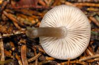 Clitocybe strié