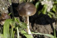 Agrocybe précoce