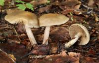 Agrocybe précoce