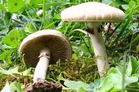 Agrocybe précoce