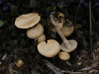 Agrocybe précoce