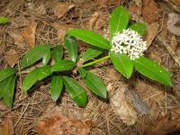 Skimmia du Japon