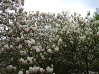 Magnolia de Soulange