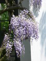 Glycine du Japon