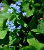 Myosotis du Caucase