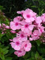 Phlox paniculé